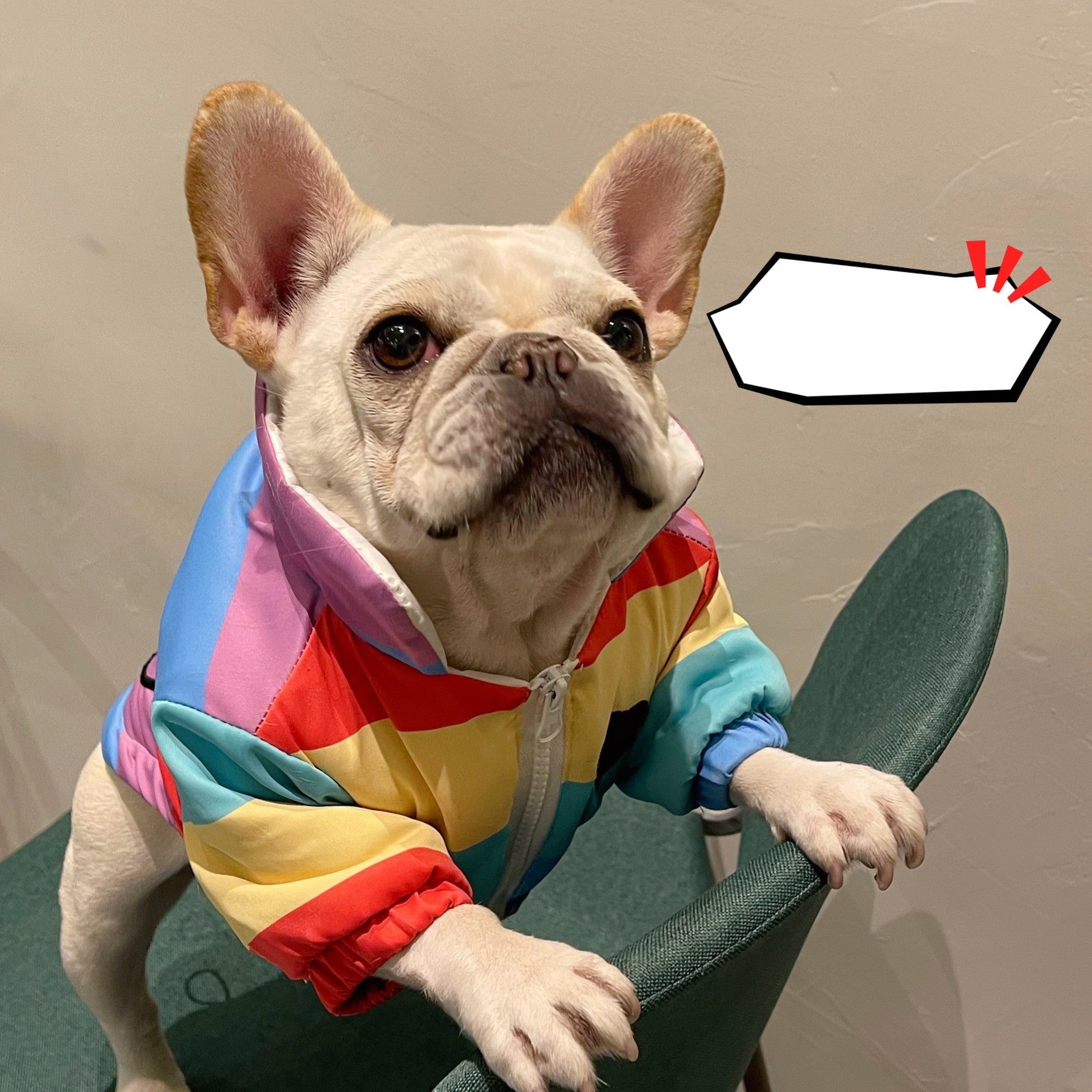 KFX-8361277 Rainbow Polyester Pet Clothes for Pugs, Schnauzers, and Teddy Dogs - Available in Multiple Sizes