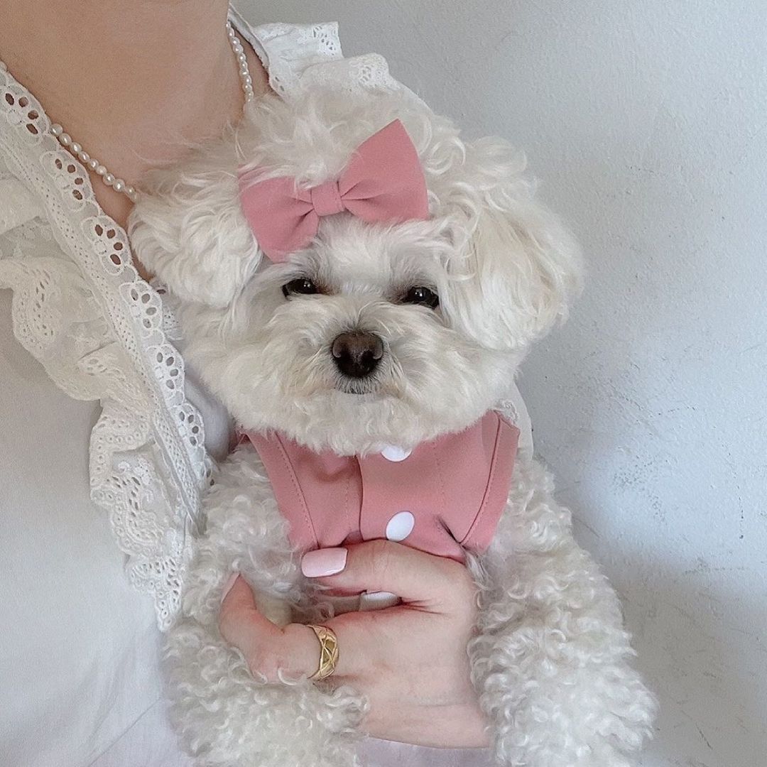 KFX-8423997 Pet Lace Maid Skirt for Dogs and Cats - Stylish Pink and Blue Options Available