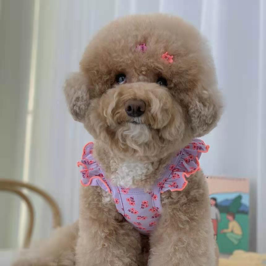 KFX-8471229 Flying Sleeve Dog Skirt in Floral Designs for Small to Large Dogs