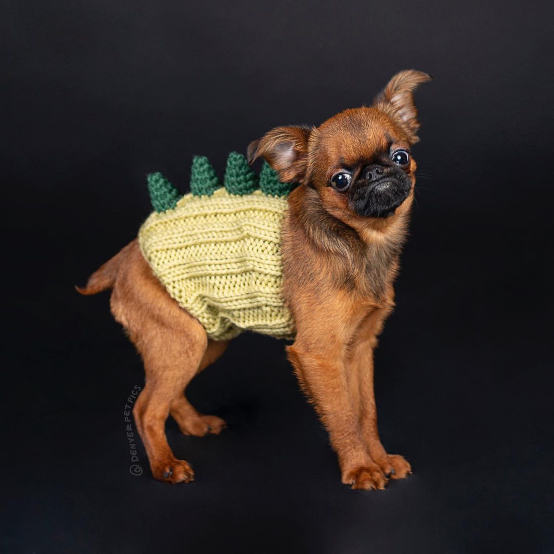 KFX-8486973 Warm Windproof Knitted Pet Dog Head Cover - Various Styles Available