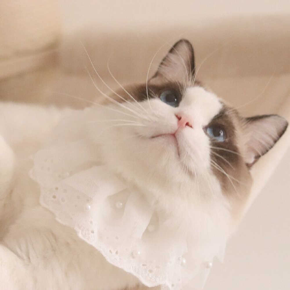 KFX-8517309 Lace Edge Bib Accessories for Cats and Dogs - Adjustable Saliva Towel with Loose Pearl Design