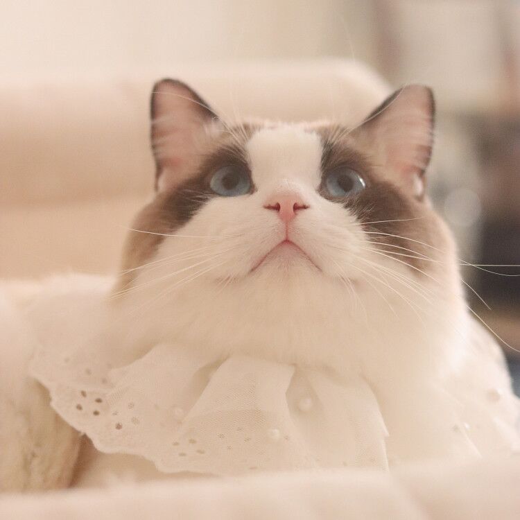 KFX-8517309 Lace Edge Bib Accessories for Cats and Dogs - Adjustable Saliva Towel with Loose Pearl Design