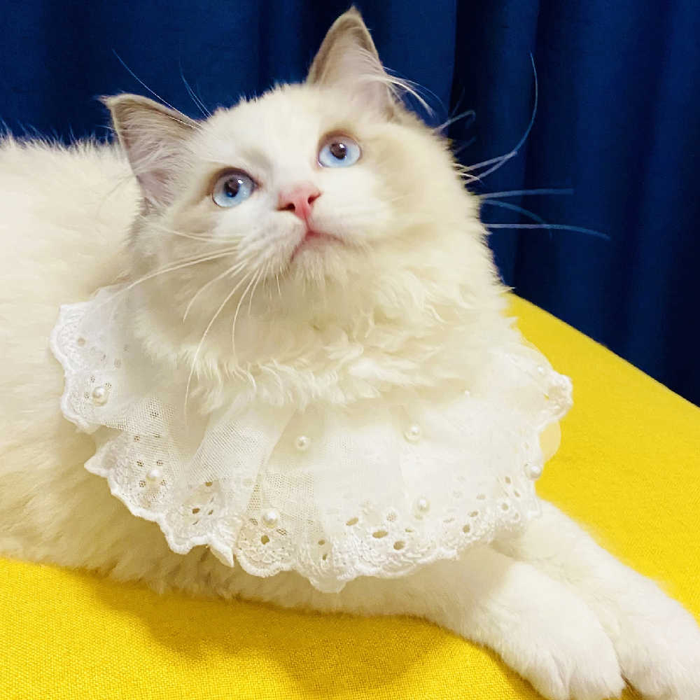 KFX-8517309 Lace Edge Bib Accessories for Cats and Dogs - Adjustable Saliva Towel with Loose Pearl Design
