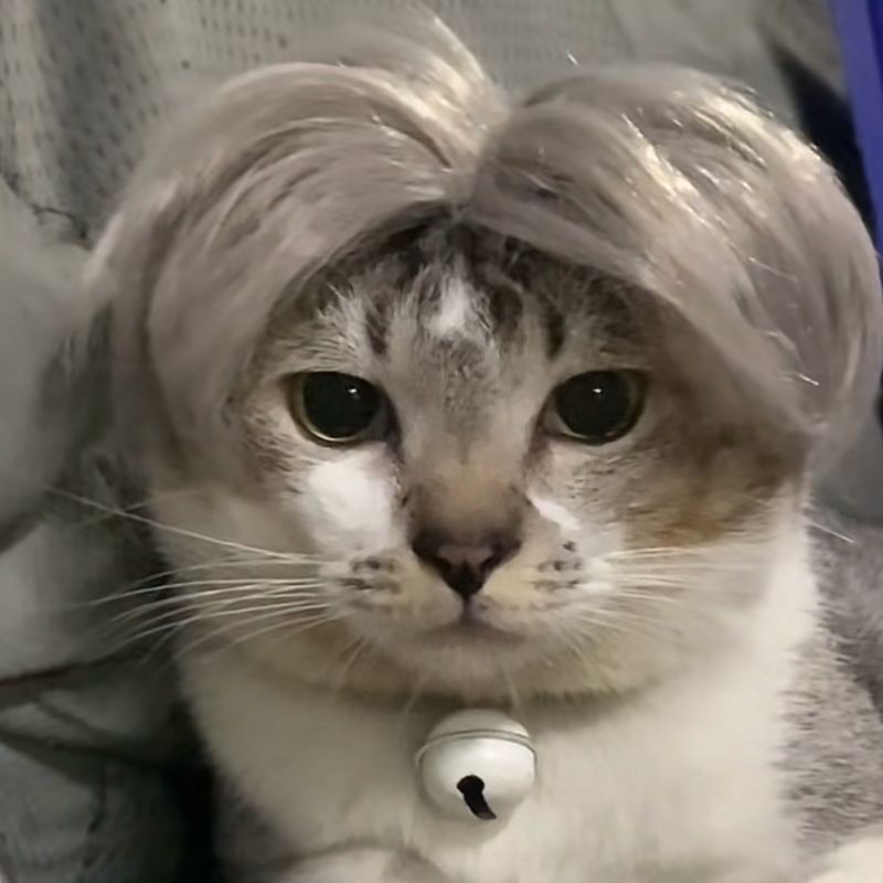 KFX-8531005 Punk Style Pet Wig for Halloween and Festive Events - Available in Multiple Sizes
