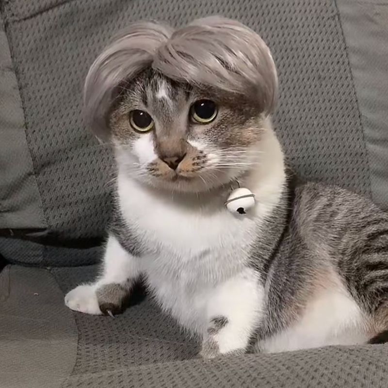 KFX-8531005 Punk Style Pet Wig for Halloween and Festive Events - Available in Multiple Sizes