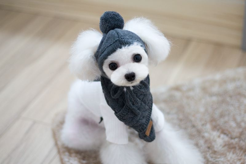 KFX-8618045 Cozy Dog Hat and Scarf Set for Autumn and Winter - Suitable for Small to Medium Breeds