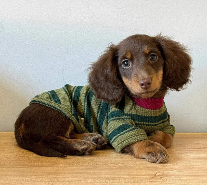 KFX-8710333 Adorable Dark Green Striped Two-Legged Vest for Pets – Trendy, Durable, and Breathable