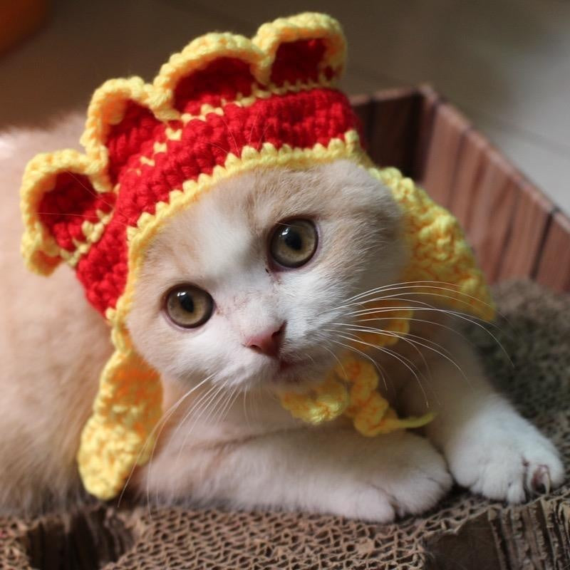 KFX-8716349 Hand-Crocheted Funny Knitted Pet Hats in Various Designs for Cats and Dogs