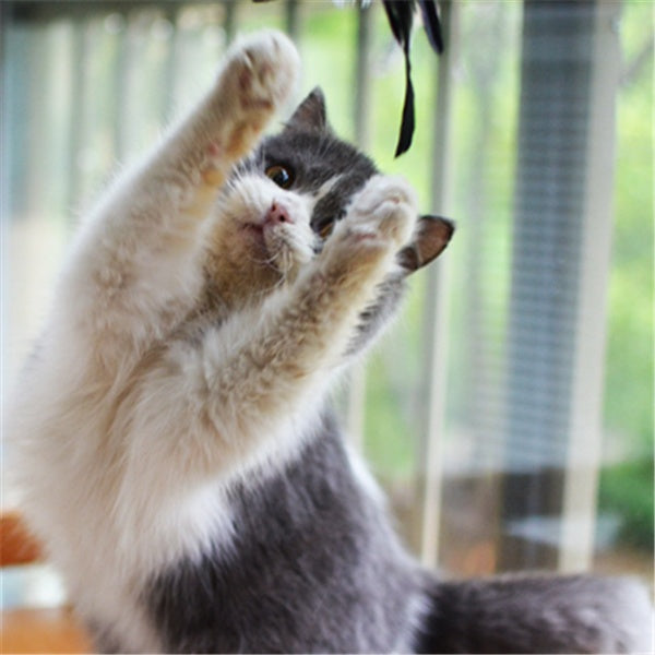 KFX-8760637 Super Flexible Cat Toy Stick with Telescopic Rod and Replaceable Heads