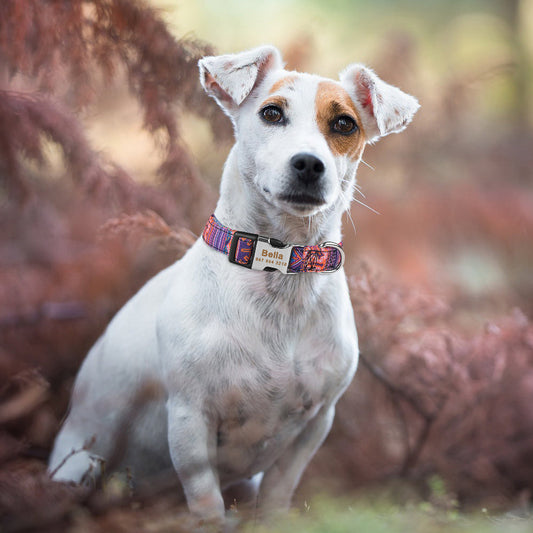 KFX-8761661 Personalized Eco-friendly Adjustable Dog Collar with Engraved ID Tag for All Breeds