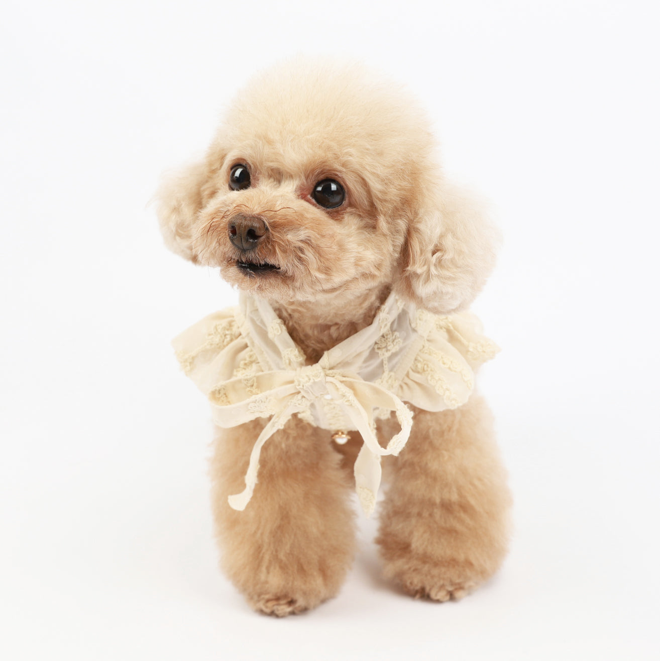KFX-8769725 Chiffon Princess Dress for Dogs - Embroidered Summer Spring Skirt in Apricot, Sizes XXS to 3XL