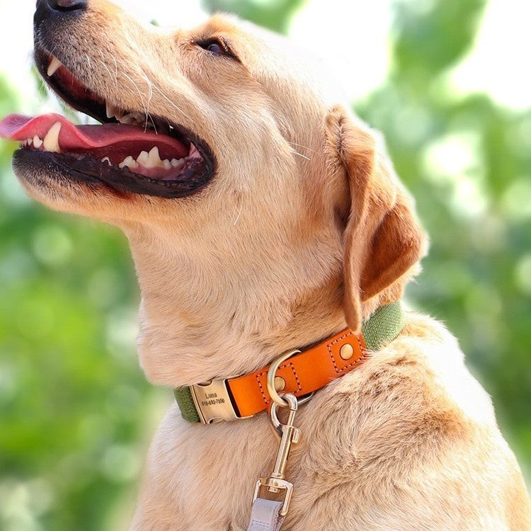 KFX-8827197 Small Dog Neck Collar with Traction Rope in Various Colors and Sizes