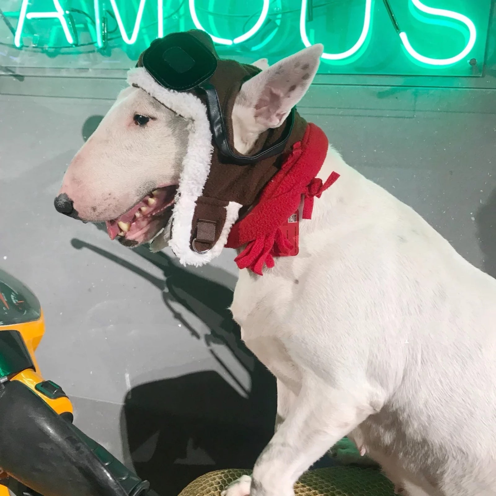 KFX-8847421 Red Flying Cap and Scarf Set for Pets - Size L, Dark Brown