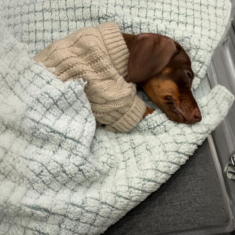KFX-8848189 Cozy British Style Sausage Sweater for Pets in Greige – Sizes XS to XL Available