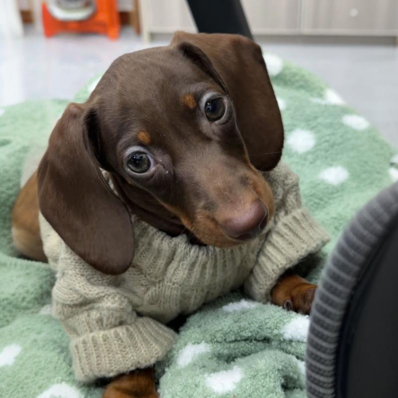 KFX-8848189 Cozy British Style Sausage Sweater for Pets in Greige – Sizes XS to XL Available