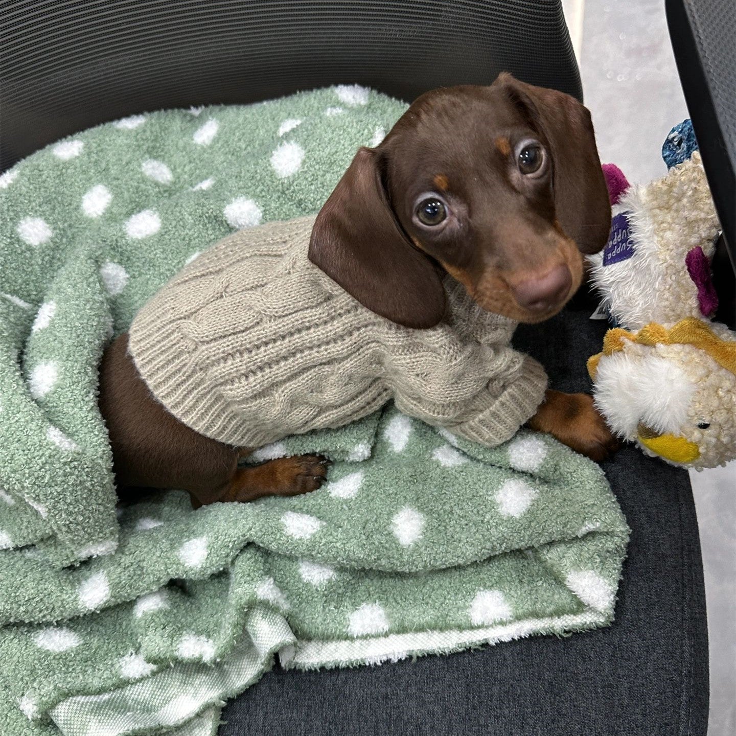 KFX-8848189 Cozy British Style Sausage Sweater for Pets in Greige – Sizes XS to XL Available