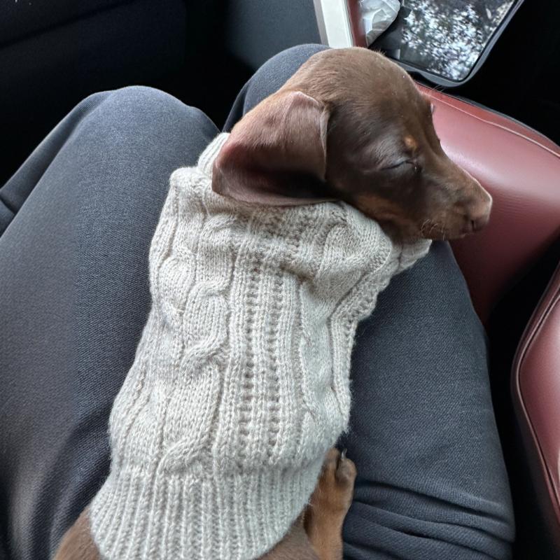 KFX-8848189 Cozy British Style Sausage Sweater for Pets in Greige – Sizes XS to XL Available