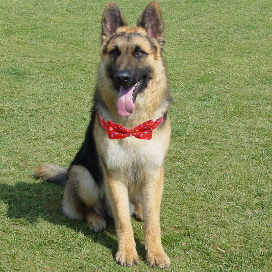 KFX-8850365 Large Christmas Dog Collar with Bow in Multiple Sizes - Polyester Material