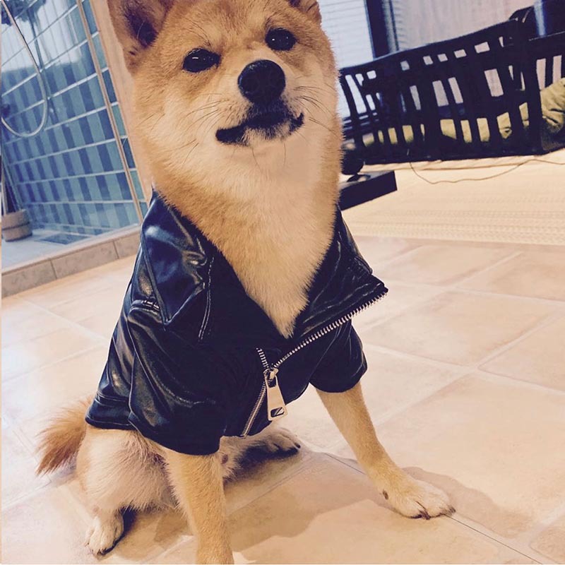 KFX-8914493 Stylish PU Leather Jacket for Male Shiba Inu - European and American Design