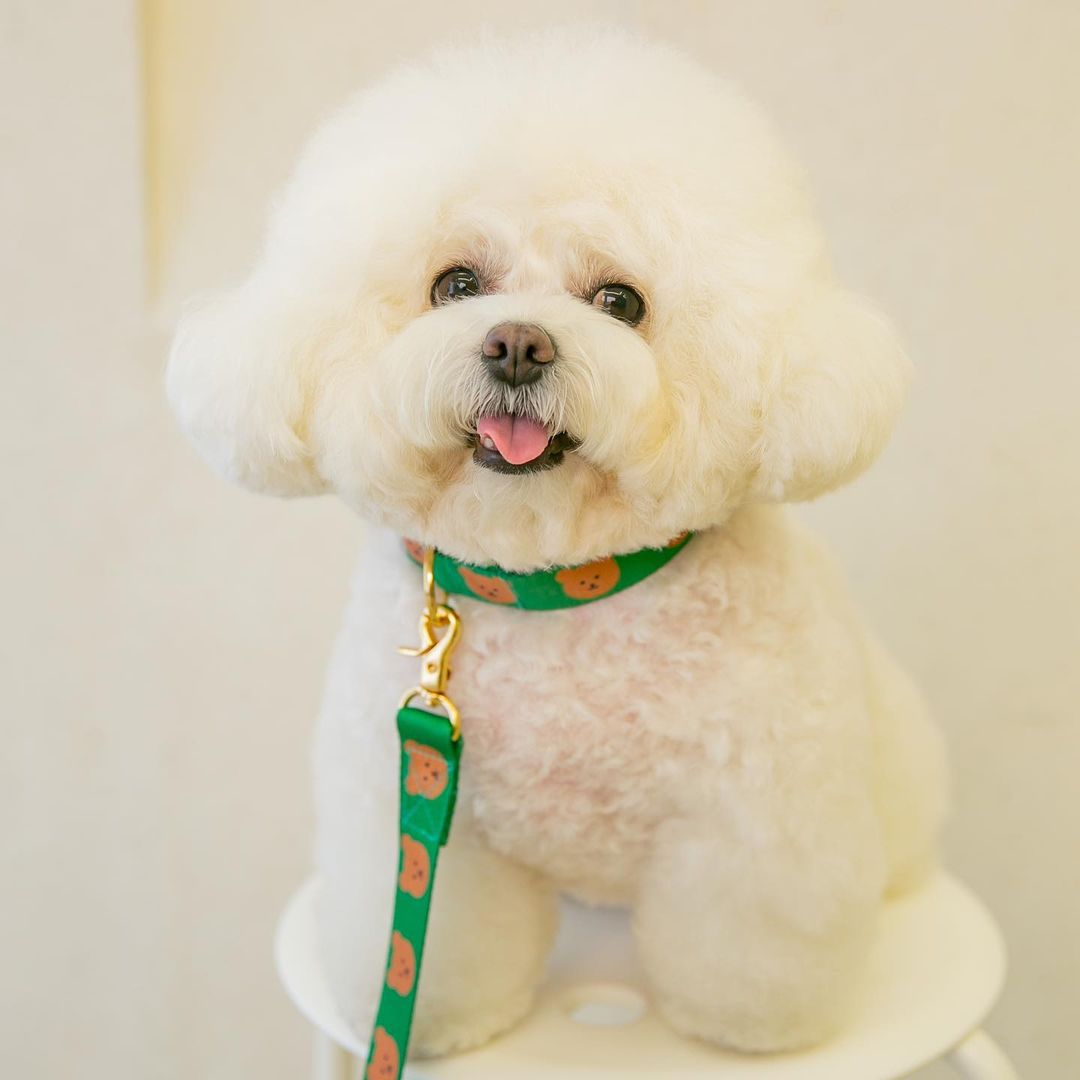KFX-8983229 Soft and Durable Polyester Dog Traction Rope with Bear Design - 2M by 2.5cm