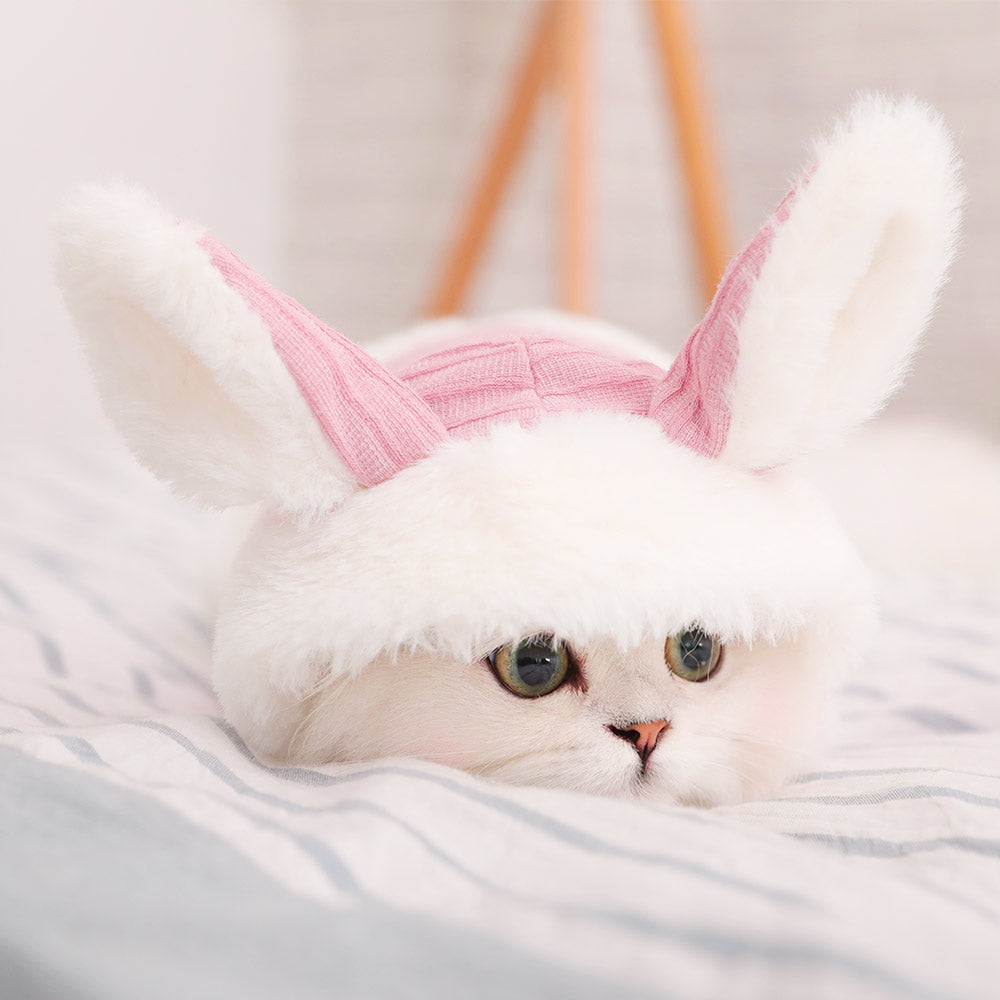 KFX-9018557 Cozy Polyester Fiber and Plush Kitten Clothes for British and American Shorthairs