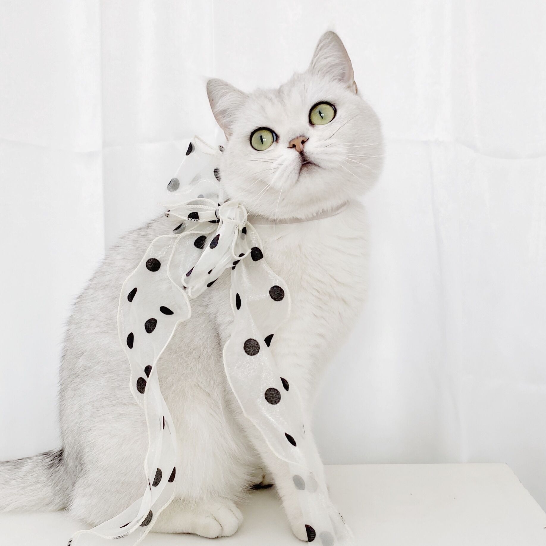 KFX-9062461 Polka Dot Bowknot Adjustable Cat Collar with Organza Detail in Princess Style