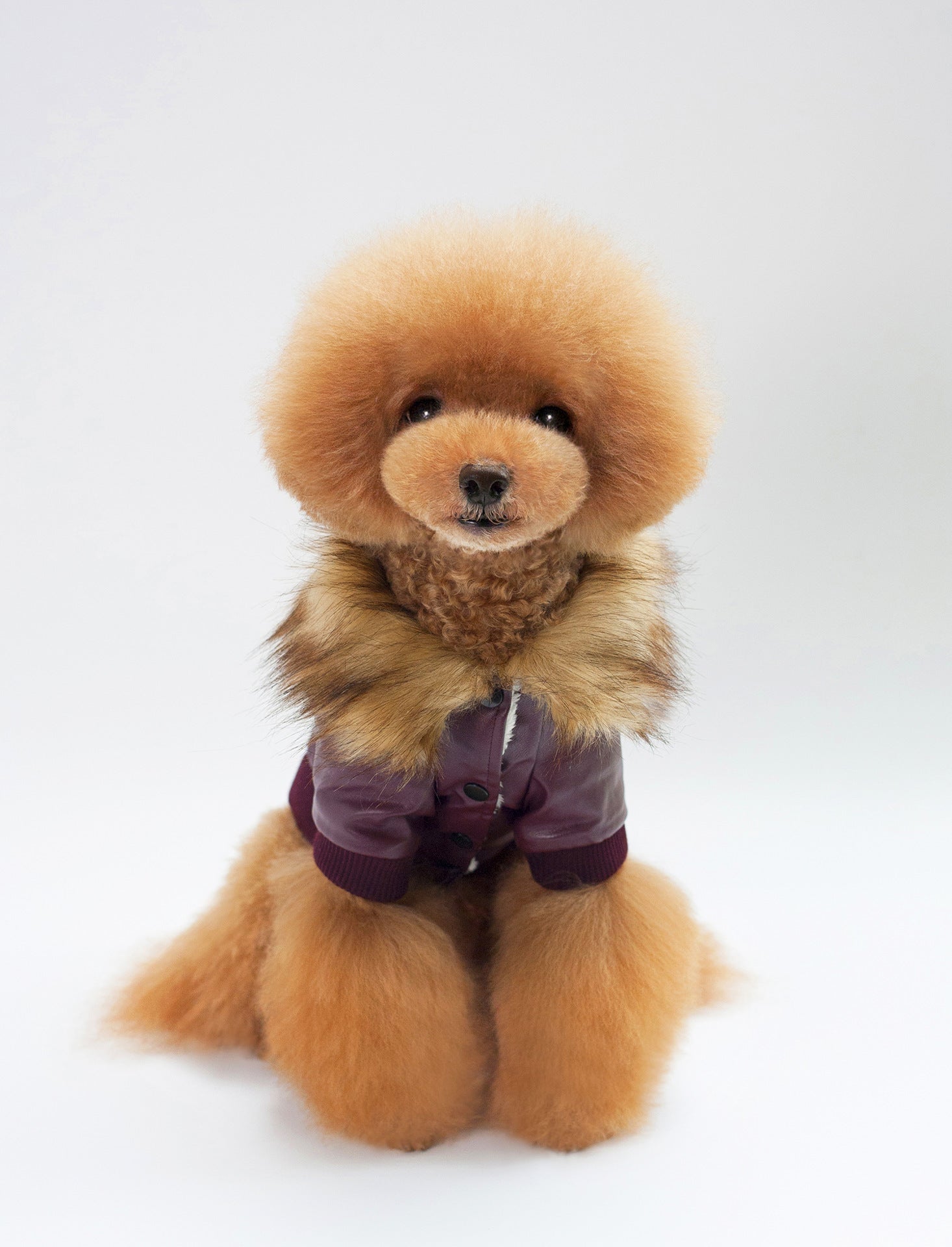 KFX-9120829 Warm Pet Fur Collar Coat in Black and Wine Red - European and American Style, Available in Multiple Sizes