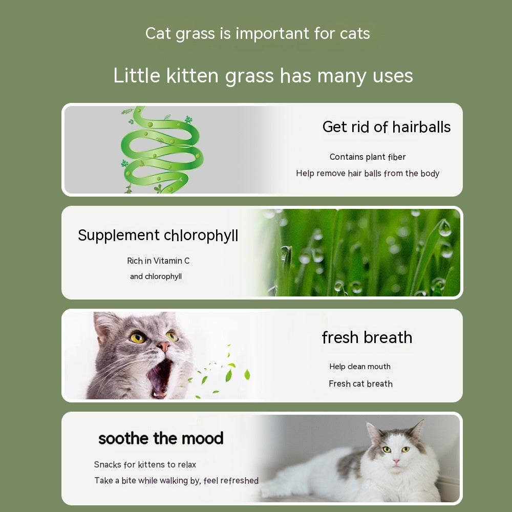 KFX-9121853 Hydroponic Cat Grass Oral Care Snacks for Hairball Relief