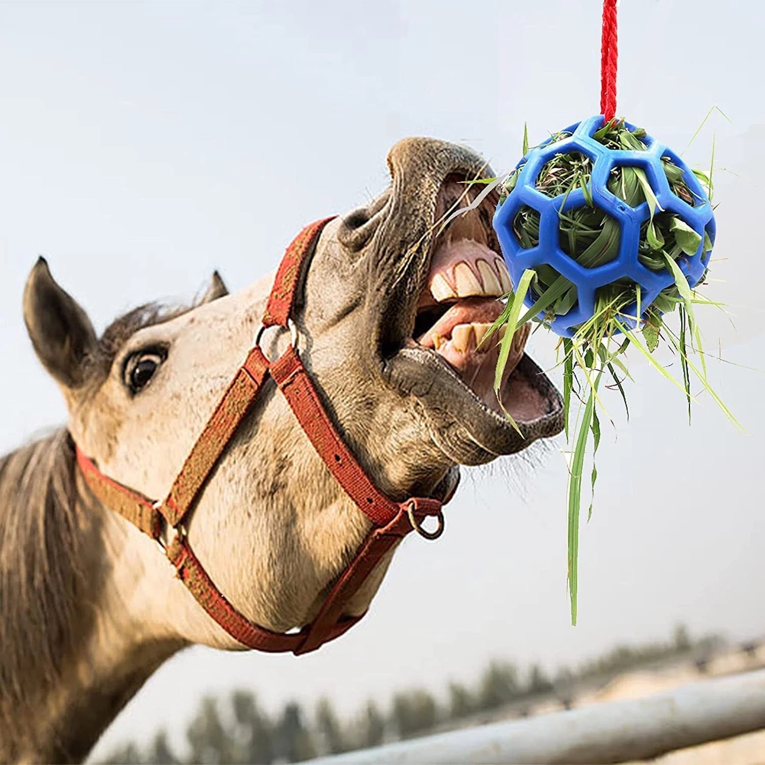 KFX-9184445 Stable Hanging Hay Feeder Toy Ball with Rope - Available in Red, Blue, Green