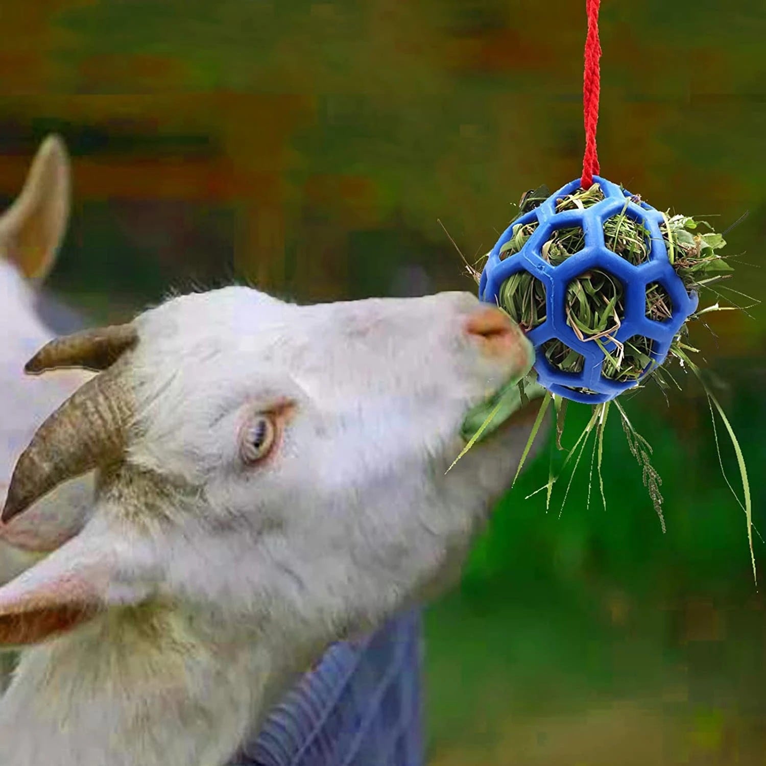 KFX-9184445 Stable Hanging Hay Feeder Toy Ball with Rope - Available in Red, Blue, Green
