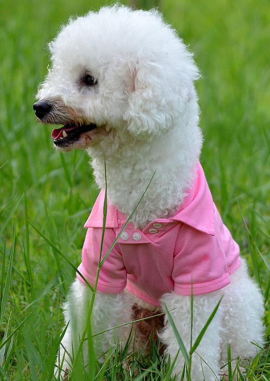 KFX-9205437 Lightweight Breathable Dog Vest - Adjustable Fit for Small to Extra Large Dogs
