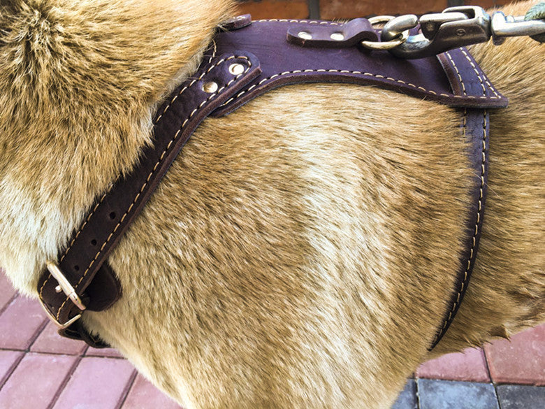KFX-9243581 Thickened Cowhide Double Layer Chest and Back Harness for Medium to Large Dogs