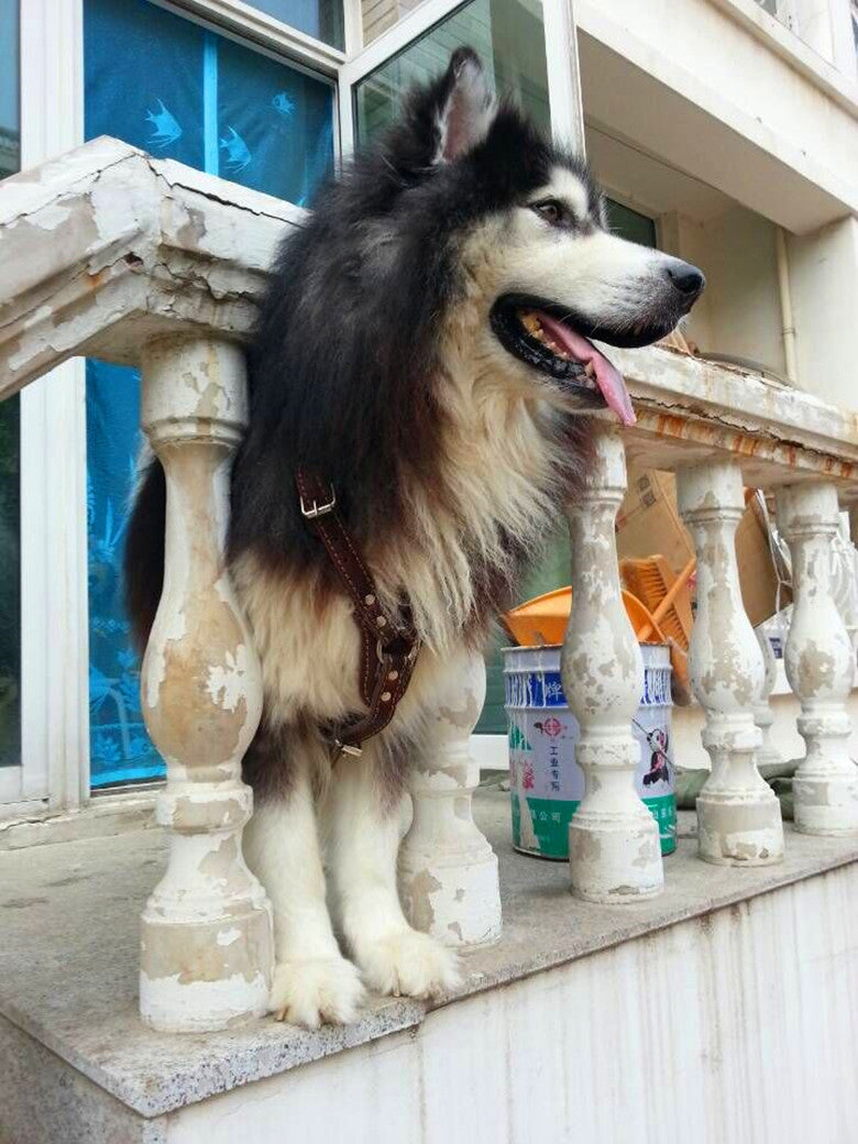 KFX-9243581 Thickened Cowhide Double Layer Chest and Back Harness for Medium to Large Dogs