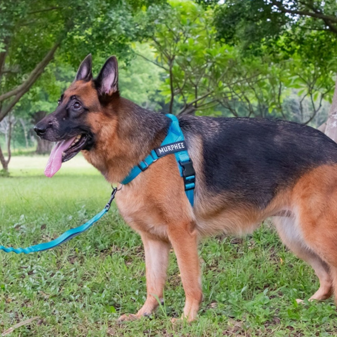 KFX-9245373 Lightweight Dog Breast Strap with Hand-Holding Rope - Multiple Colors Available
