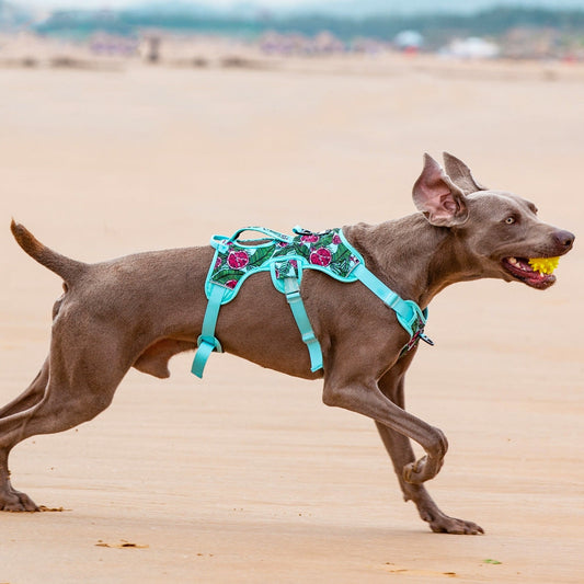 KFX-9256381 Comfortable Liftable Night Reflective Dog Harness - Pomegranate & Sunflower Options Available