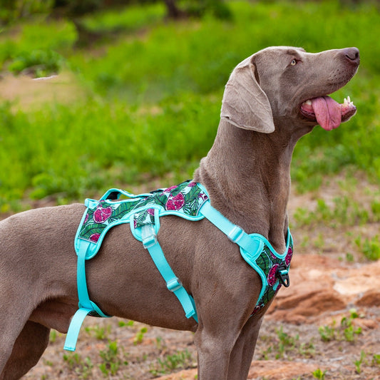KFX-9256381 Comfortable Liftable Night Reflective Dog Harness - Pomegranate & Sunflower Options Available