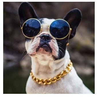KFX-9291837 Gold-Plated Adjustable Pet Dog Necklace with Extended Chain Options