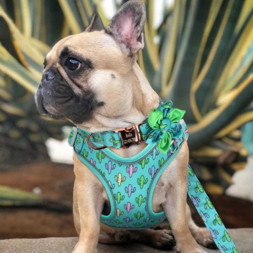 KFX-9321917 Small Dog Vest with Collar, Strap, and Chain - Adjustable Polyester in Cactus Print