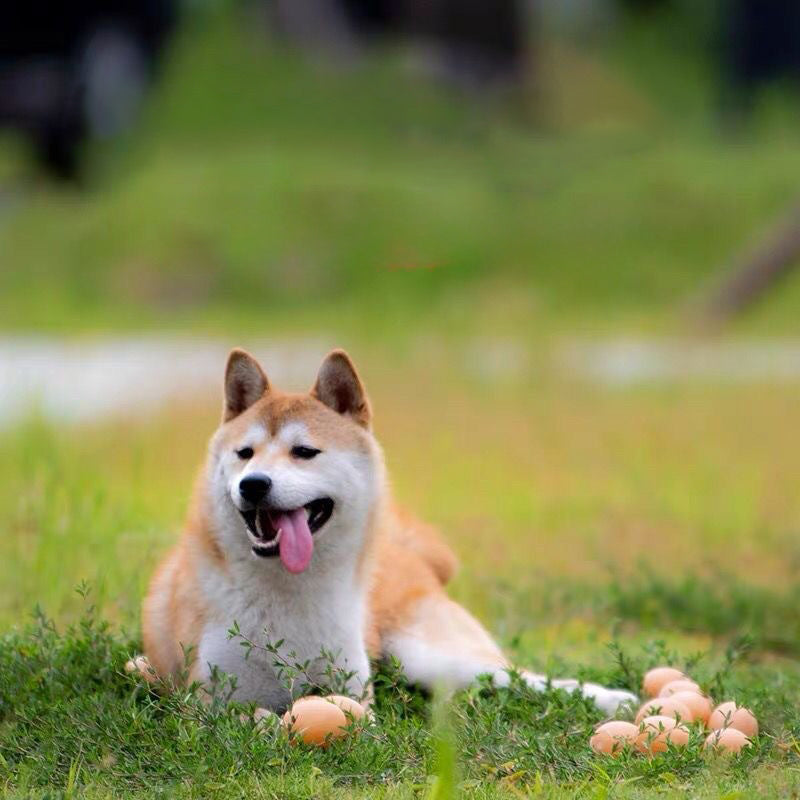 KFX-9364413 Interactive Sound Simulation Egg for Dogs - Tooth-Cleaning Puppy Toy