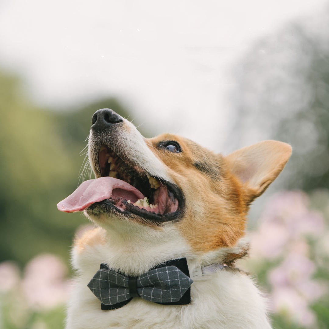 KFX-9380413 Handmade Dog Bow Tie Collar in Wine Red Plaid & Gray Plaid for Small and Medium Dogs