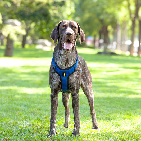 KFX-9381693 Reflective and Breathable Nylon Dog Leash with Chest Strap in Multiple Sizes and Colors