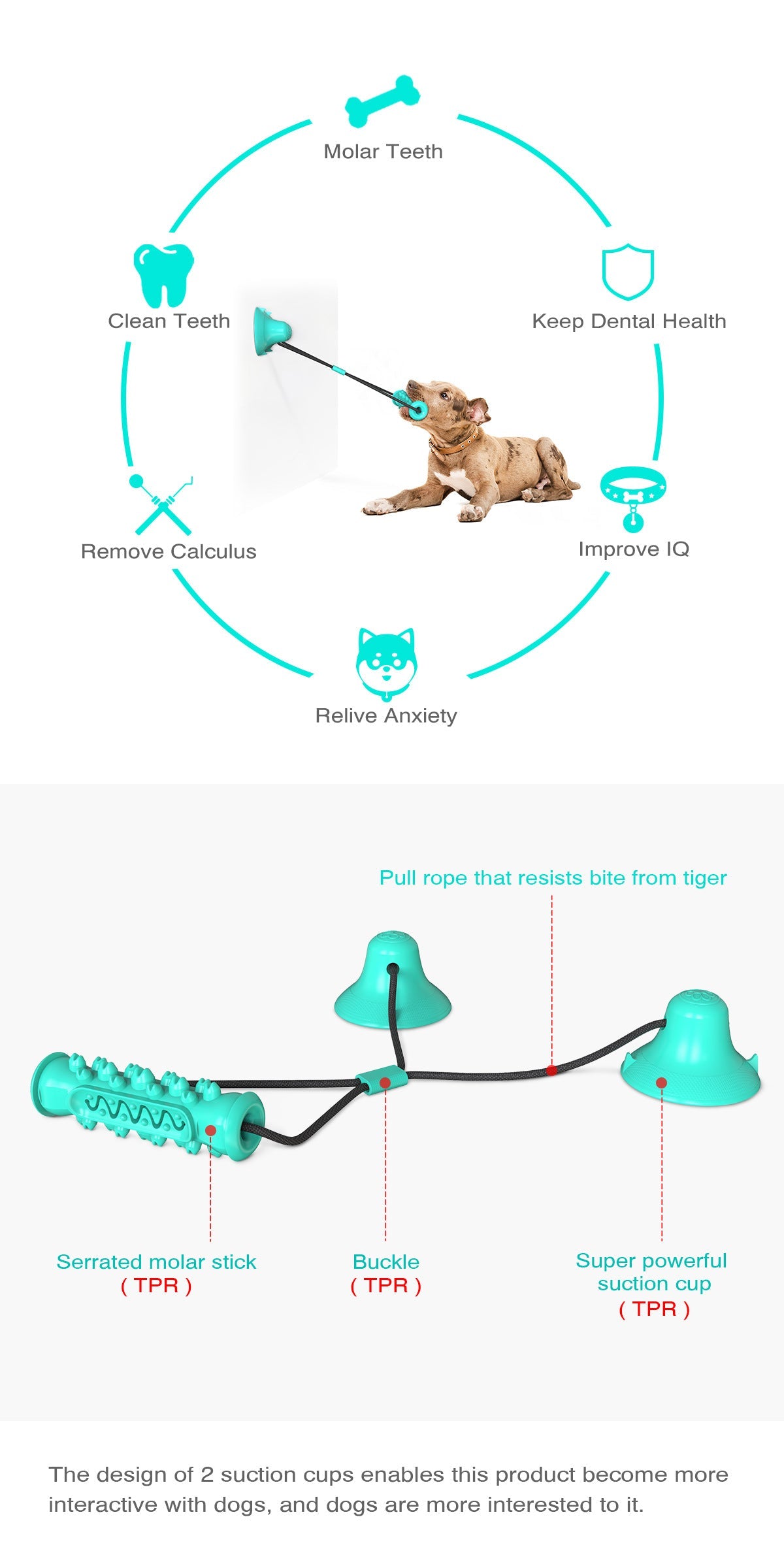 KFX-9410237 Double Suction Cup Molar Dog Toy - Durable Plastic in Lake Blue and Green