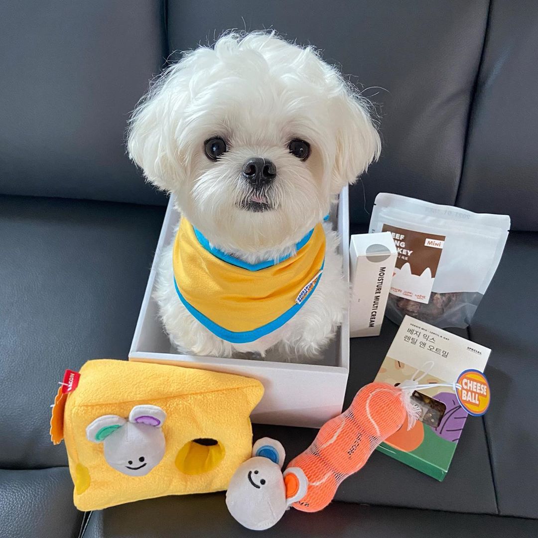 KFX-9433277 Interactive Plush Cheese Mouse Dog Toy for Intelligence Training and Dental Care
