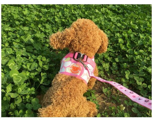 KFX-9452989 Dog Trail Vest with Protective Chest Strap - Adjustable, Durable, Available in Various Stylish Patterns and Sizes S-XL