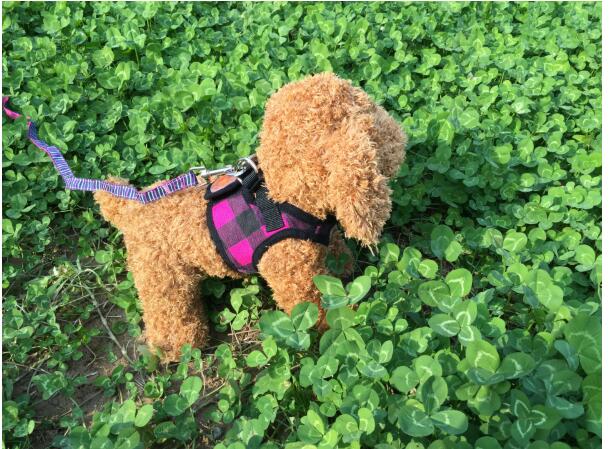 KFX-9452989 Dog Trail Vest with Protective Chest Strap - Adjustable, Durable, Available in Various Stylish Patterns and Sizes S-XL