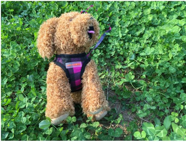 KFX-9452989 Dog Trail Vest with Protective Chest Strap - Adjustable, Durable, Available in Various Stylish Patterns and Sizes S-XL