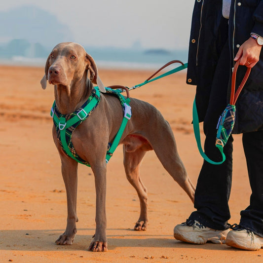 KFX-9519037 Light Green Dog Breast Strap with Easy-Release Traction Rope - Adjustable Polyester Harness Set