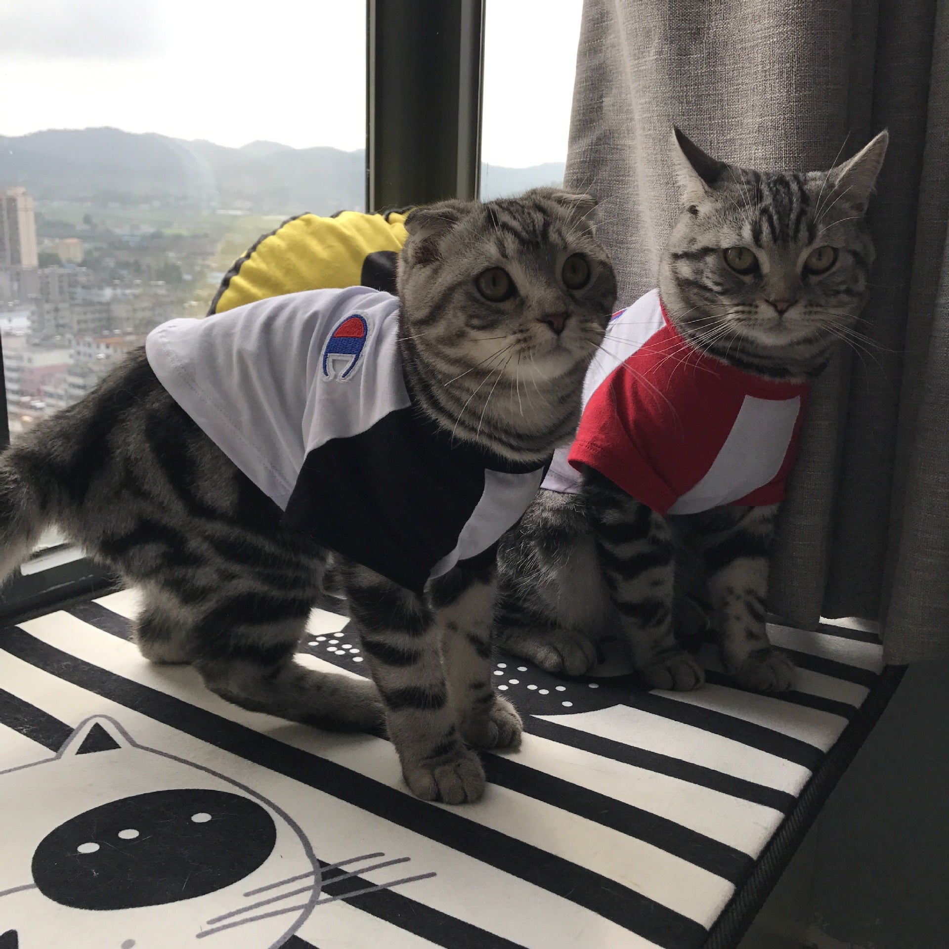 KFX-9538877 Casual Cotton T-Shirt for Dogs and Cats in Black and Red - Summer Season Outfit