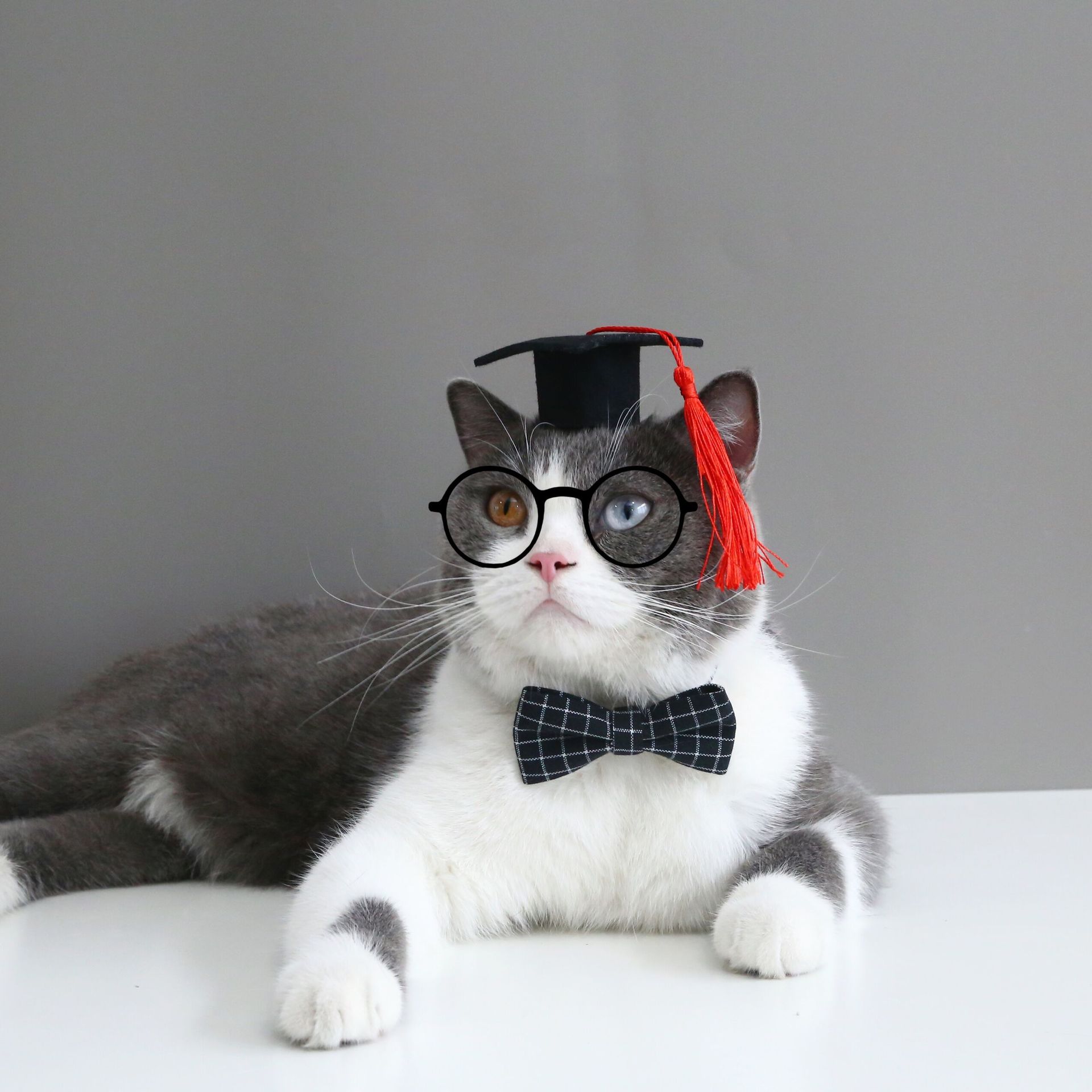 KFX-9565757 Doctor's Degree Pet Hair Band with Bow Tie – Adjustable Elastic Woolen Felt Accessory for Dogs and Cats