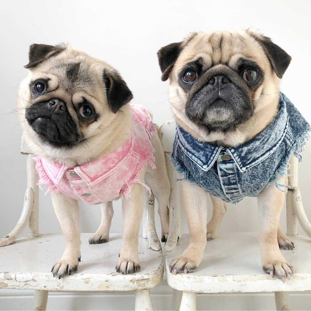 KFX-9590205 Stylish Washed Denim Jacket for Pets in Denim Blue and Cowboy Pink - Multiple Sizes Available